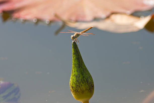 beautiful lotus with water