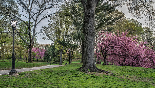 istock Spring in Central Park, New York City 499028489
