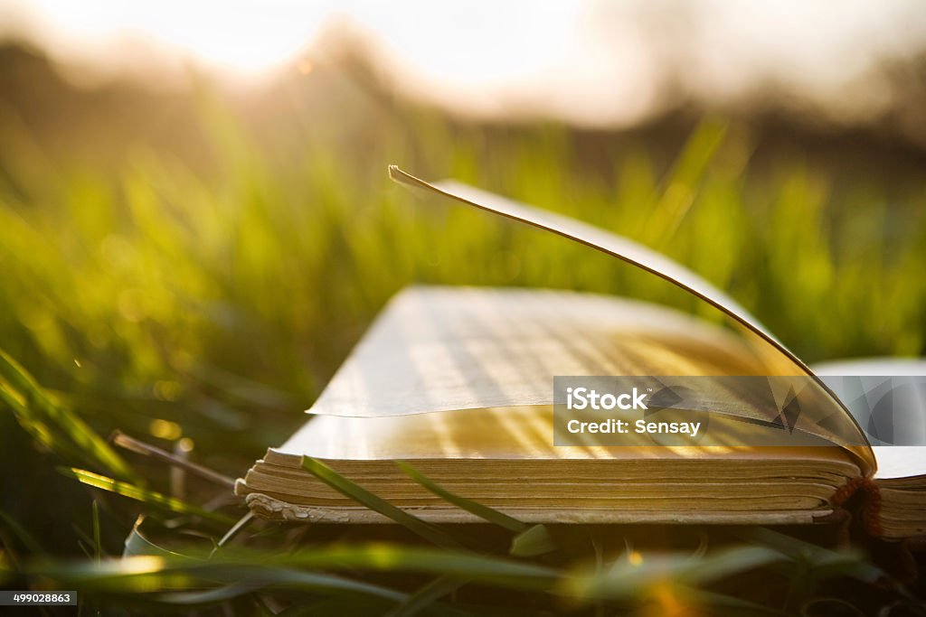 Summer backgound with open book Summer backgound with open book and bokeh Book Stock Photo