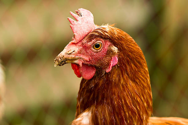 istock Portrait of a chicken 499029009