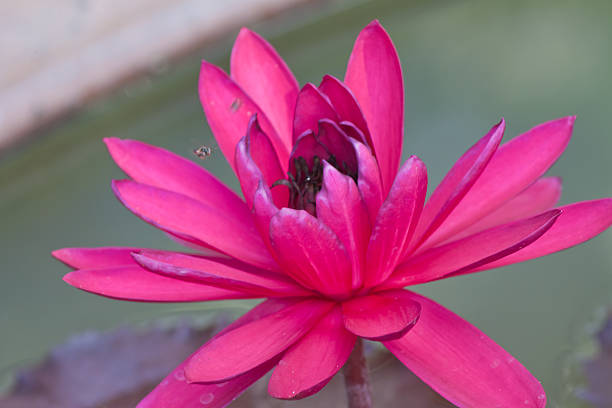 beautiful lotus with water