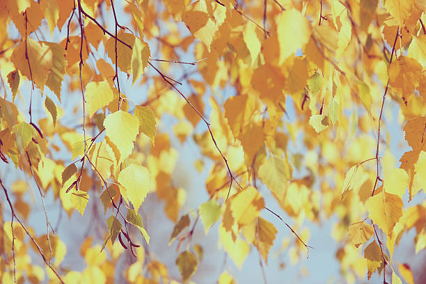 istock Autumn yellow birch. Autumn park 499029558