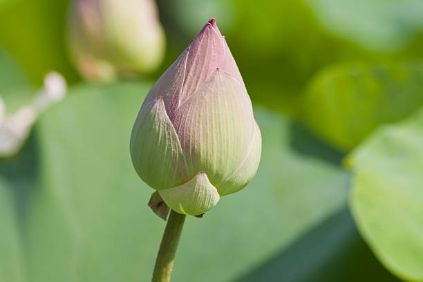 istock beautiful lotus with water 499029655