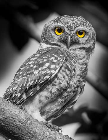 Spotted owlet( Athene brama) in nature with black&white style