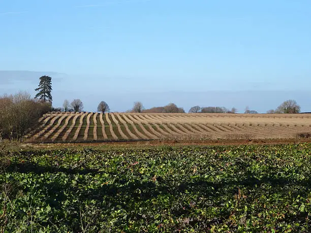 Photo showing arable farm land growing beetroot (Beta vulgaris) and blackcurrants (Ribes nigrum).