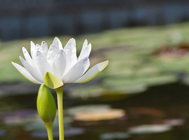 istock beautiful lotus with water 499030173
