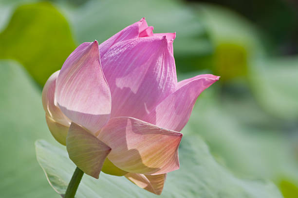 istock beautiful lotus with water 499030181