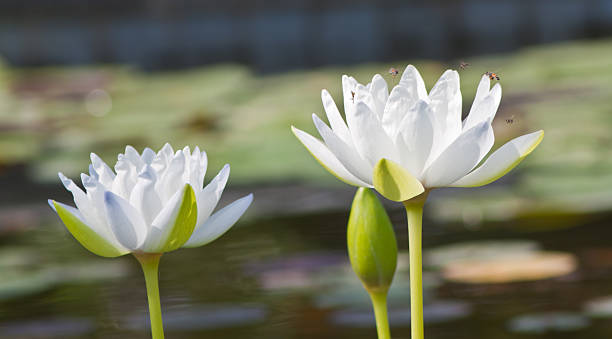 istock beautiful lotus with water 499030625