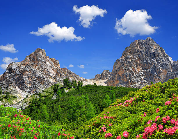 dolomitas, itália - european alps tirol rhododendron nature - fotografias e filmes do acervo