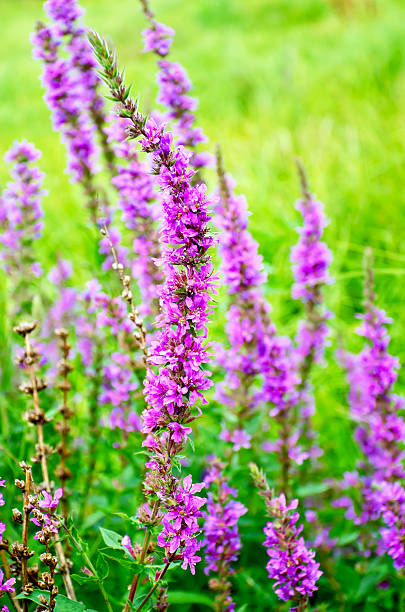 Lythrum salicaria Long spike inflorescence of pink wild flowers on a background of green grass lythrum salicaria purple loosestrife stock pictures, royalty-free photos & images