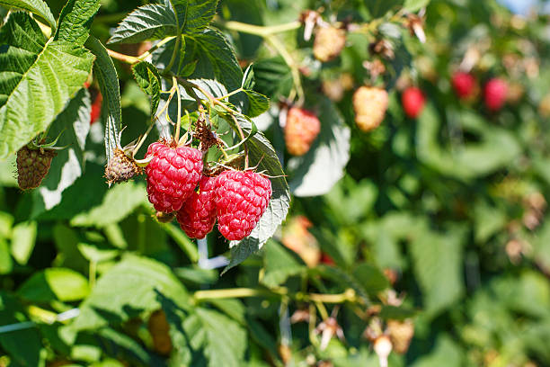 istock Organic ripe raspberries on bunch on a farm in Germany, 499031843