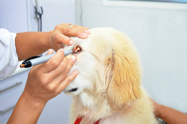 istock Vet examining cute puppy dog 499032137