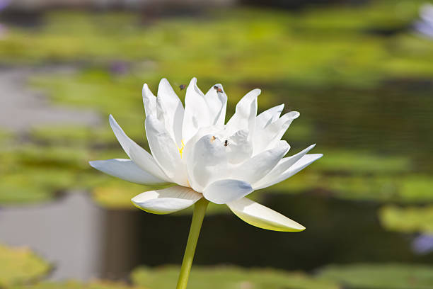 beautiful lotus with water