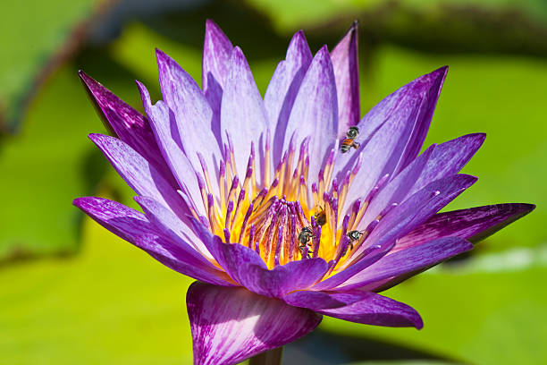 beautiful lotus with water