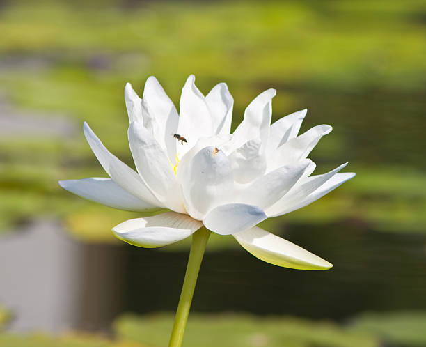 beautiful lotus with water