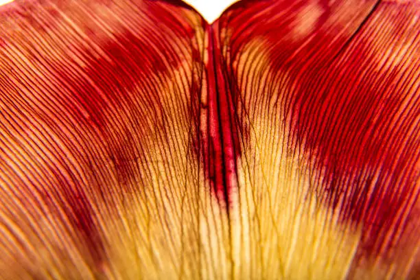 Photo of The surface of a Tulip flower