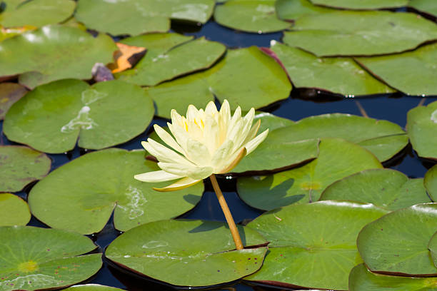 beautiful lotus with water