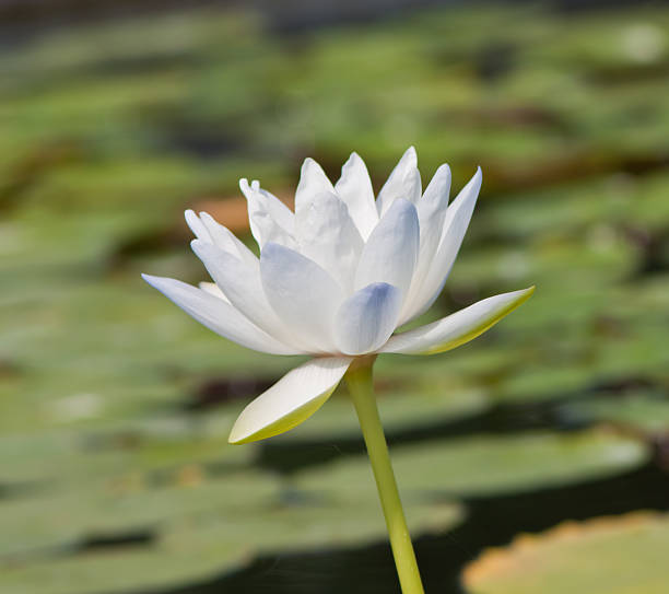 istock beautiful lotus with water 499034211