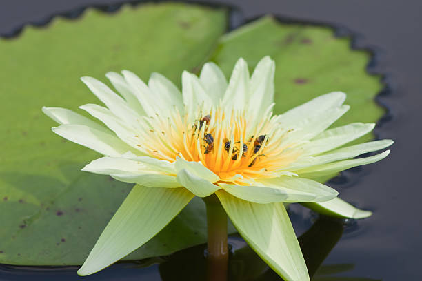 istock beautiful lotus with water 499034217