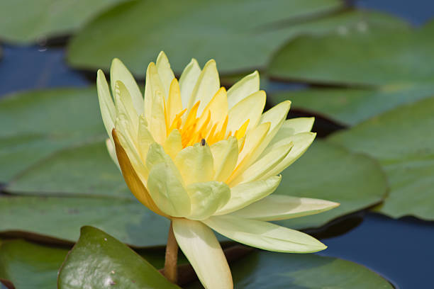 beautiful lotus with water