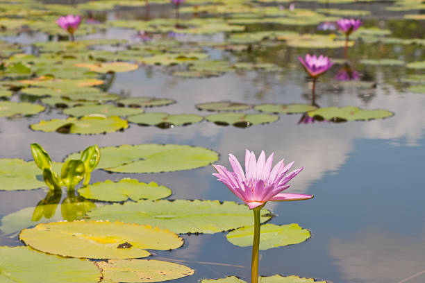 istock beautiful lotus with water 499034671
