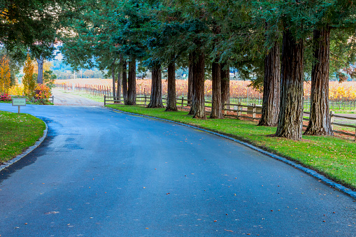 Street through a wine vineyard in the autumn in Napa USA