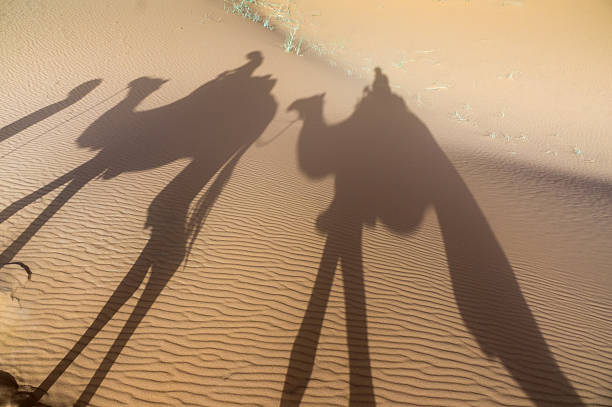 istock camel shadow on the sahara desert, Morocco, Africa 499045812
