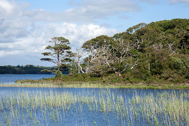 istock Lough Leane from Dinis Cottage Cafe Path, Killarney National Par 499046214