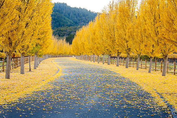 jaune ginkgo arbres sur la voie de la route de la vallée de napa, en californie - vineyard napa valley field in a row photos et images de collection