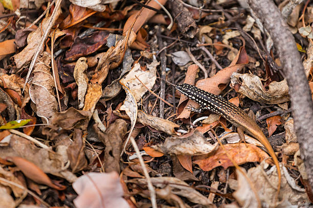 istock Madagascar lizard on a brown leaves ground 499046686