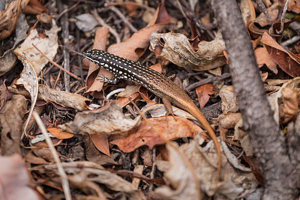 istock Madagascar lizard on a brown leaves ground 499046714