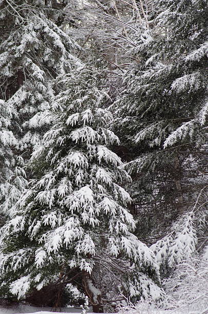 Evergreen in the snow stock photo