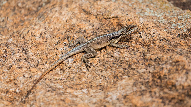 istock Three eyed plated lizard camouflaged on a rock in Madagascar 499046828