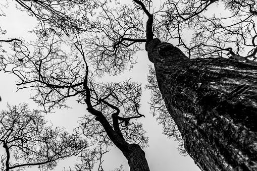 High Contrast, Black and White View of a large tree with massive spread of its branches.