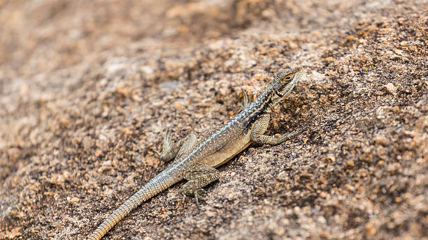 istock Three eyed plated lizard camouflaged on a rock in Madagascar 499046946