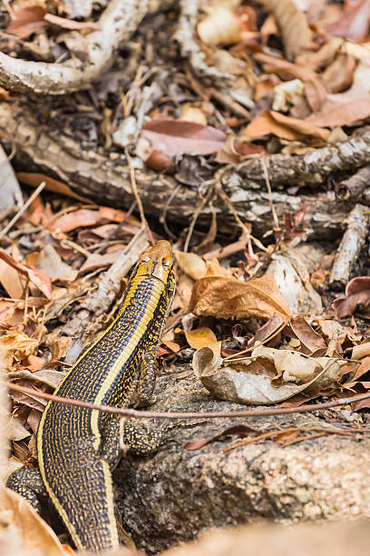 istock Plated lizard portrait on a leaves ground in Madagascar 499047292