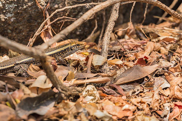 istock Plated lizard portrait on a leaves ground in Madagascar 499047320