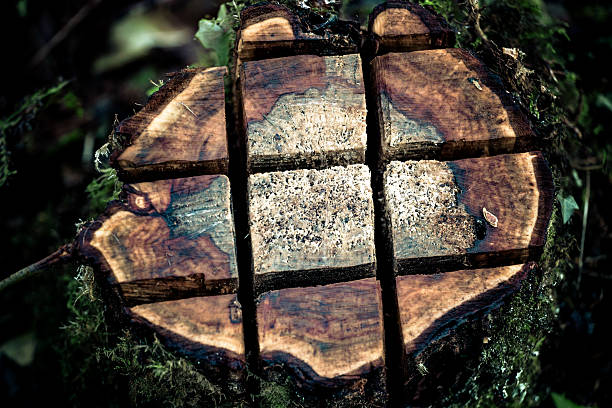 tocón de árbol sectioned por árbol cirujano - sectioned fotografías e imágenes de stock