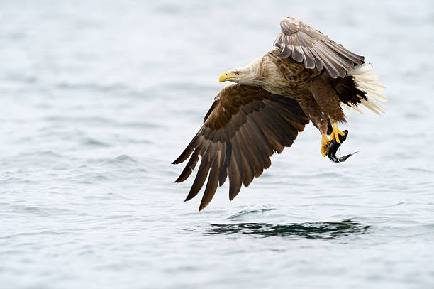 흰꼬리수리 잡기 고기잡이. - white tailed eagle sea eagle eagle sea 뉴스 사진 이미지