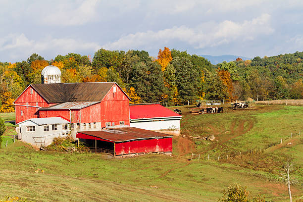 istock Working Cattle Farm, Red Barn and Autumn Trees 499048320