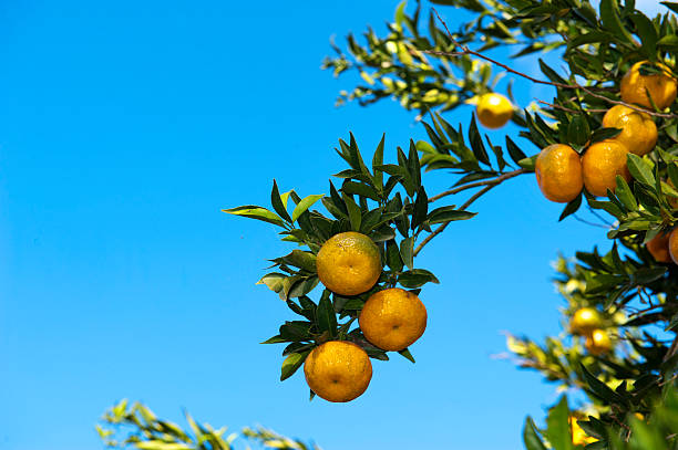 mandarinen gegen den blauen himmel - agriculture branch cut flowers citrus fruit stock-fotos und bilder