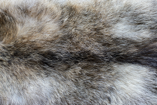 A detail image of Coyote Fur