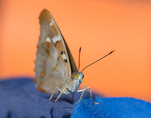 istock portrait of butterfly 499049566