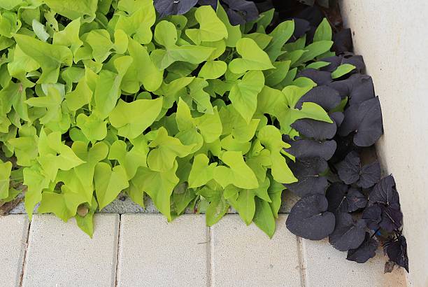 istock Sweet Potato Leaves 499050166