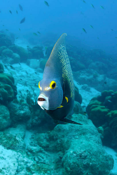 istock Underwater French Angel Fish 499050280