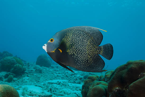 istock Underwater French Angel Fish 499050412