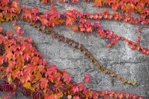 Photo of red ivy on the conctete wall