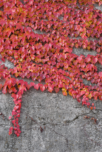 Photo of red ivy on the conctete wall