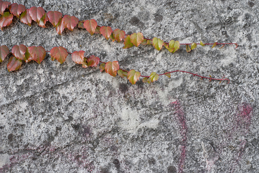 Photo of red ivy on the conctete wall