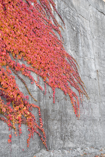 Photo of red ivy on the conctete wall